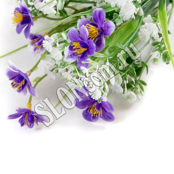 Цветок Фиалка полевая - Фото