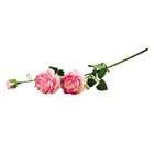 Цветок Роза пионовидная (2 цветка, 1 бутон)