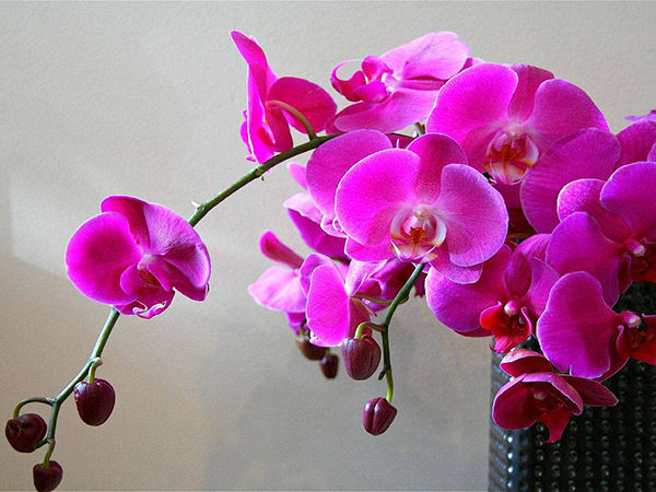 Правильное освещение орхидей