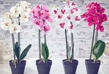 Секреты выращивания орхидей