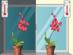Правильная температура воздуха для орхидей